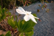<strong>Gardenia taitensis - Ramon, Laurence - 32</strong><br />© Gâteblé Gildas